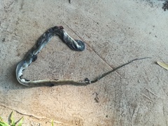 Crotaphopeltis hotamboeia