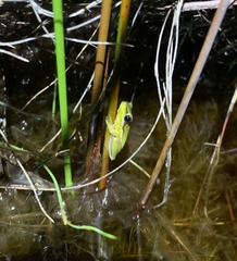 Litoria olongburensis