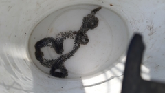 Pelobates fuscus insubricus