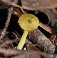 Entoloma rodwayi