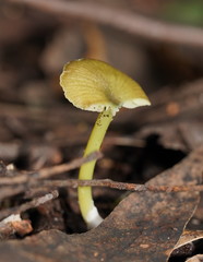 Entoloma rodwayi