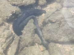 Holothuria leucospilota