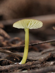 Entoloma rodwayi