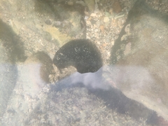 Holothuria leucospilota