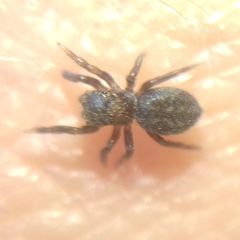 Euophrys
