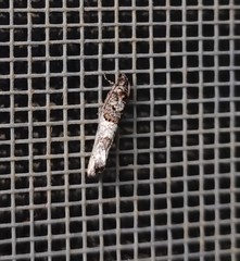 Phaneta pauperana