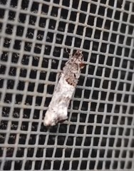 Phaneta pauperana