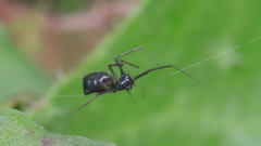 Microlinyphia sterilis