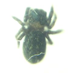 Euophrys