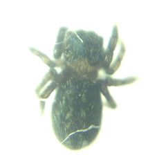 Euophrys
