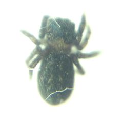 Euophrys