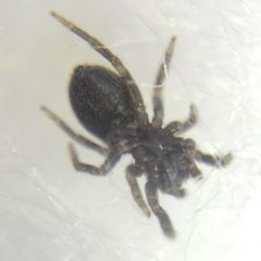 Euophrys