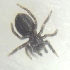 Euophrys