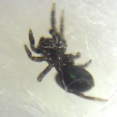 Euophrys
