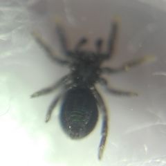 Euophrys