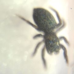 Euophrys