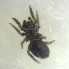 Euophrys