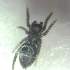Euophrys