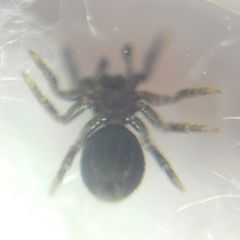 Euophrys