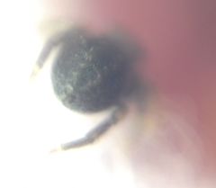 Euophrys