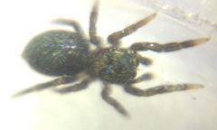 Euophrys