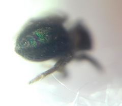 Euophrys