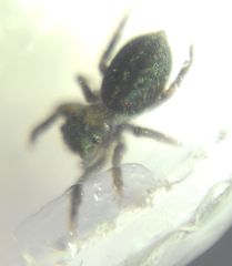 Euophrys