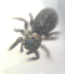 Euophrys
