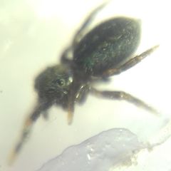 Euophrys