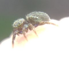 Euophrys