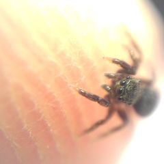 Euophrys