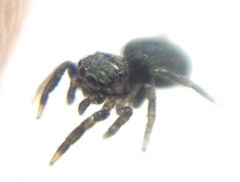 Euophrys