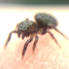 Euophrys