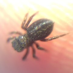 Euophrys