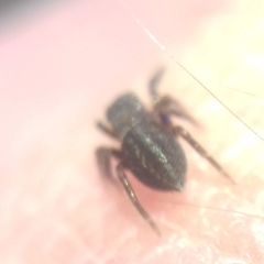 Euophrys