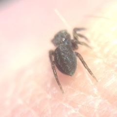 Euophrys