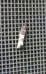 Phaneta pauperana
