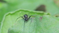 Microlinyphia sterilis