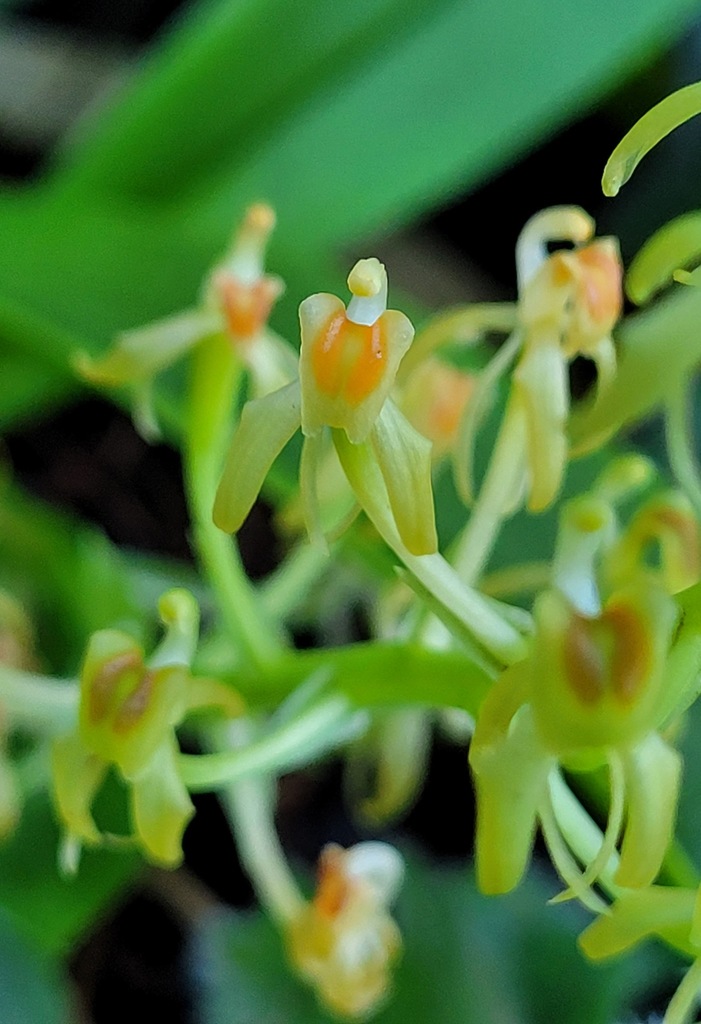 Liparis reflexa