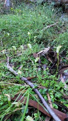 Pterostylis acuminata