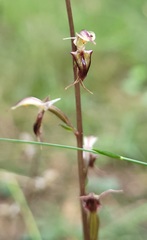Acianthus exsertus