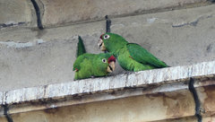 Psittacara finschi