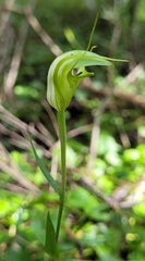 Pterostylis alveata