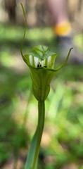 Pterostylis alveata