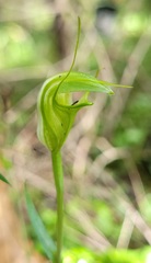 Pterostylis alveata