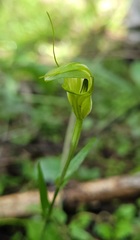 Pterostylis alveata