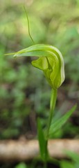 Pterostylis alveata