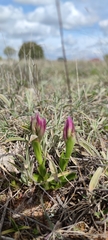 Anacamptis papilionacea