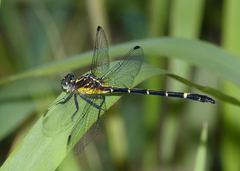 Austrogomphus bifurcatus