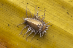 Hirsutella citriformis